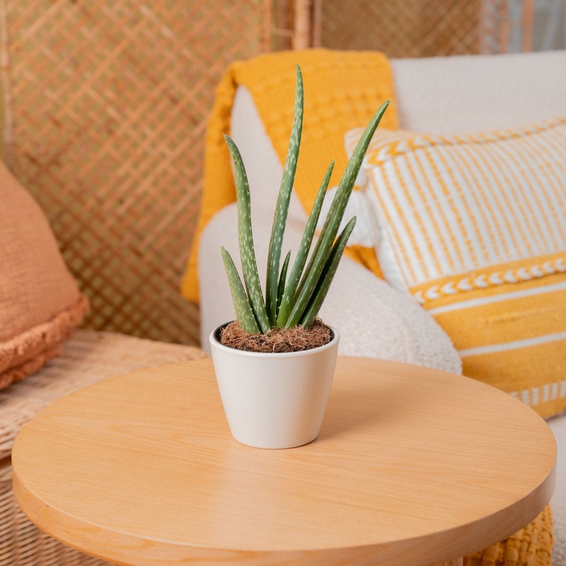 Costa Farms Indoor Aloe Vera House Plant in 4-inch Dcor Pot Costa Farms