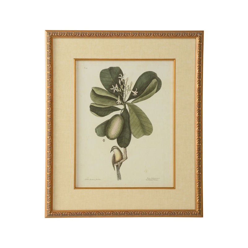 Catesby Bird and Botanical III – Picture Frame Graphic Art Chelsea House