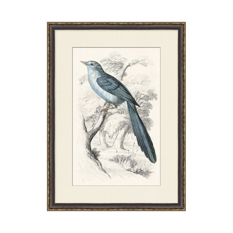 Traditional Bird Framed Paper Prints
